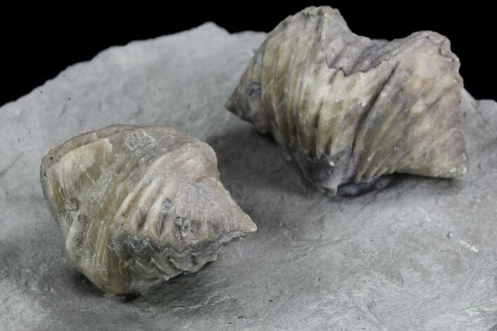 Pair Of Fossil Brachiopods (Platystrophia) - Indiana #95959